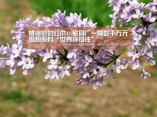 被爆炒的红木:家具厂一掷数千万元囤积原料“世界杯投注”(图1) 世界杯投注